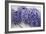 Wisteria Sp-Dr. Keith Wheeler-Framed Photographic Print