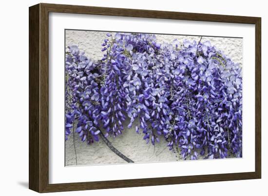 Wisteria Sp-Dr. Keith Wheeler-Framed Photographic Print