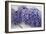 Wisteria Sp-Dr. Keith Wheeler-Framed Photographic Print