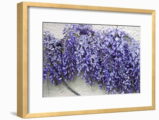 Wisteria Sp-Dr. Keith Wheeler-Framed Photographic Print