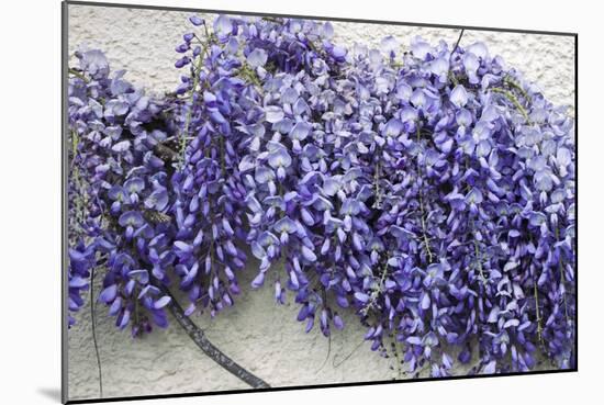 Wisteria Sp-Dr. Keith Wheeler-Mounted Photographic Print