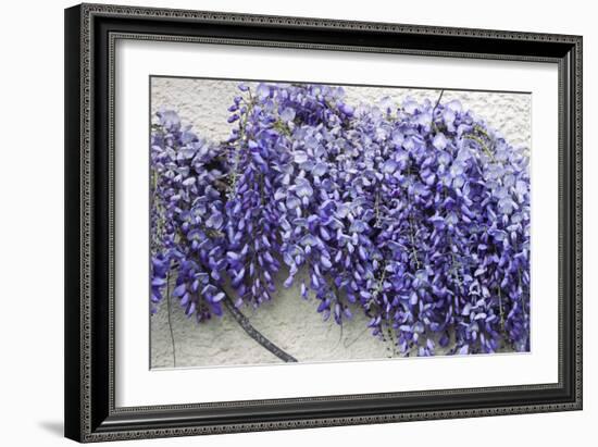 Wisteria Sp-Dr. Keith Wheeler-Framed Photographic Print