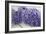 Wisteria Sp-Dr. Keith Wheeler-Framed Photographic Print