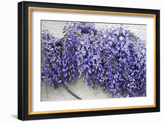 Wisteria Sp-Dr. Keith Wheeler-Framed Photographic Print