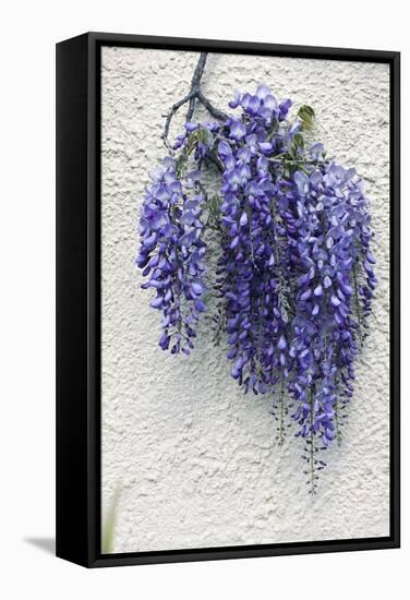 Wisteria Sp-Dr. Keith Wheeler-Framed Premier Image Canvas