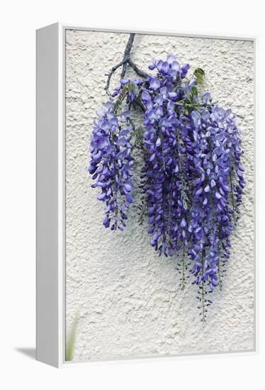 Wisteria Sp-Dr. Keith Wheeler-Framed Premier Image Canvas