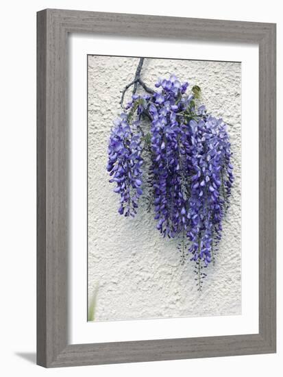 Wisteria Sp-Dr. Keith Wheeler-Framed Photographic Print