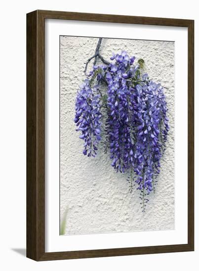 Wisteria Sp-Dr. Keith Wheeler-Framed Photographic Print