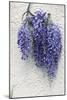 Wisteria Sp-Dr. Keith Wheeler-Mounted Photographic Print