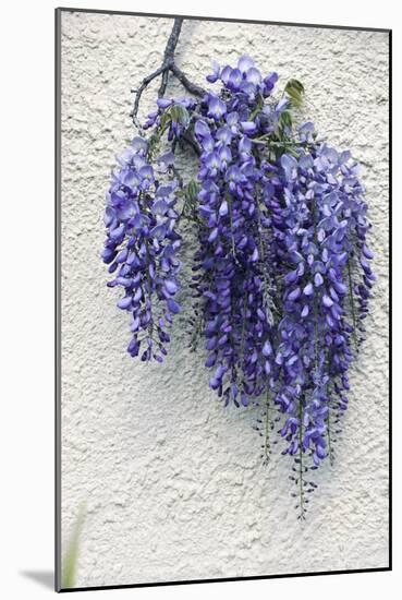 Wisteria Sp-Dr. Keith Wheeler-Mounted Photographic Print