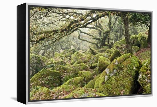 Wistman's Wood, Dartmoor-Adrian Bicker-Framed Premier Image Canvas