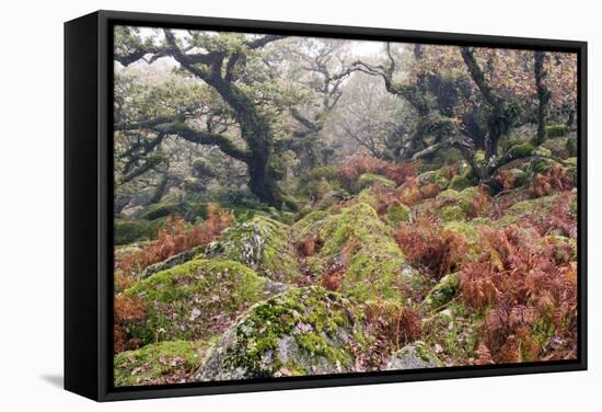 Wistman's Wood, Dartmoor-Adrian Bicker-Framed Premier Image Canvas