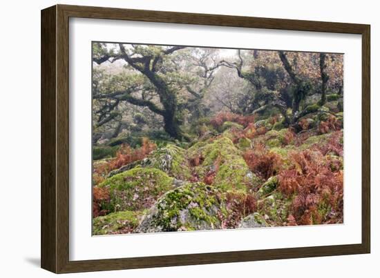 Wistman's Wood, Dartmoor-Adrian Bicker-Framed Photographic Print