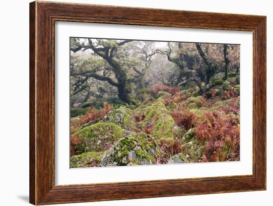 Wistman's Wood, Dartmoor-Adrian Bicker-Framed Photographic Print