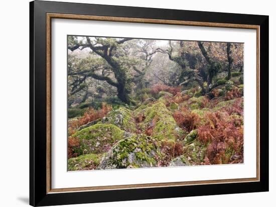 Wistman's Wood, Dartmoor-Adrian Bicker-Framed Photographic Print