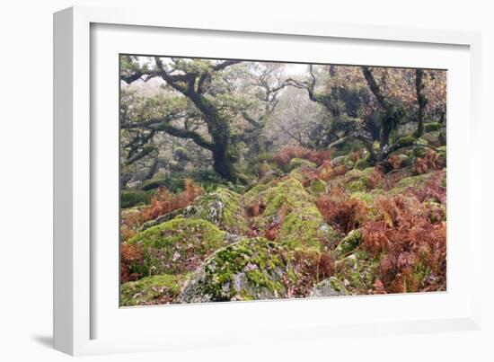 Wistman's Wood, Dartmoor-Adrian Bicker-Framed Photographic Print