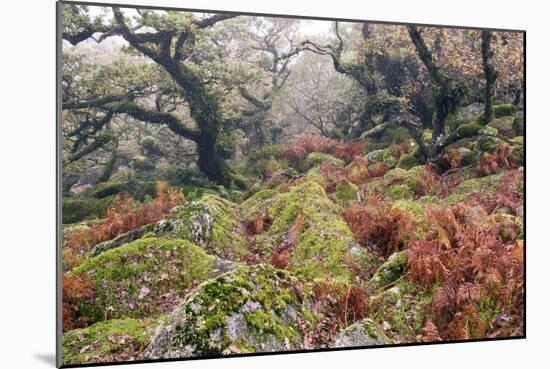 Wistman's Wood, Dartmoor-Adrian Bicker-Mounted Photographic Print