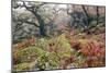 Wistman's Wood, Dartmoor-Adrian Bicker-Mounted Photographic Print