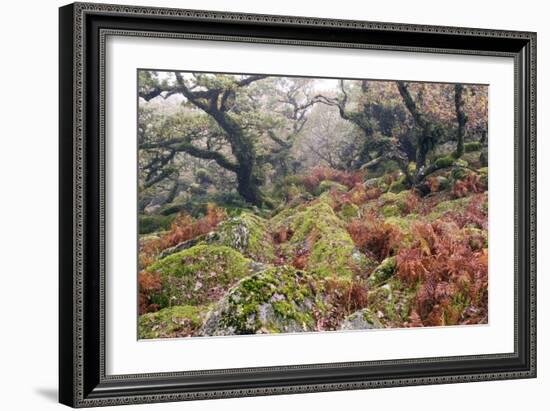Wistman's Wood, Dartmoor-Adrian Bicker-Framed Photographic Print