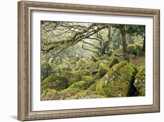 Wistman's Wood, Dartmoor-Adrian Bicker-Framed Photographic Print