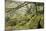 Wistman's Wood, Dartmoor-Adrian Bicker-Mounted Photographic Print