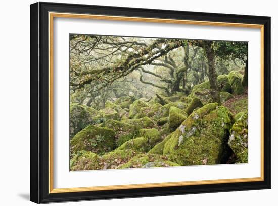 Wistman's Wood, Dartmoor-Adrian Bicker-Framed Photographic Print