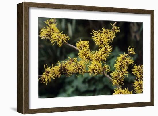 Witch Hazel 'Sunburst' Flowers-Adrian Thomas-Framed Photographic Print