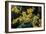 Witch Hazel 'Sunburst' Flowers-Adrian Thomas-Framed Photographic Print