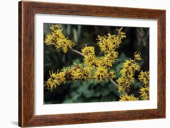 Witch Hazel 'Sunburst' Flowers-Adrian Thomas-Framed Photographic Print