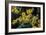 Witch Hazel 'Sunburst' Flowers-Adrian Thomas-Framed Photographic Print