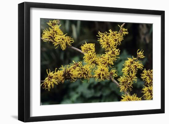 Witch Hazel 'Sunburst' Flowers-Adrian Thomas-Framed Photographic Print