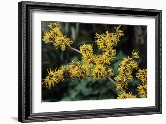 Witch Hazel 'Sunburst' Flowers-Adrian Thomas-Framed Photographic Print