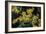Witch Hazel 'Sunburst' Flowers-Adrian Thomas-Framed Photographic Print