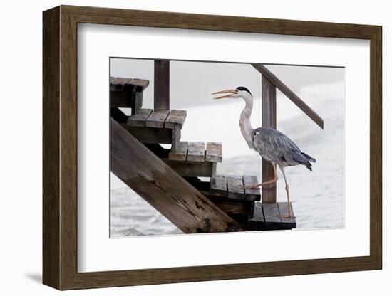 With a Firm Step-Michel Guyot-Framed Photographic Print