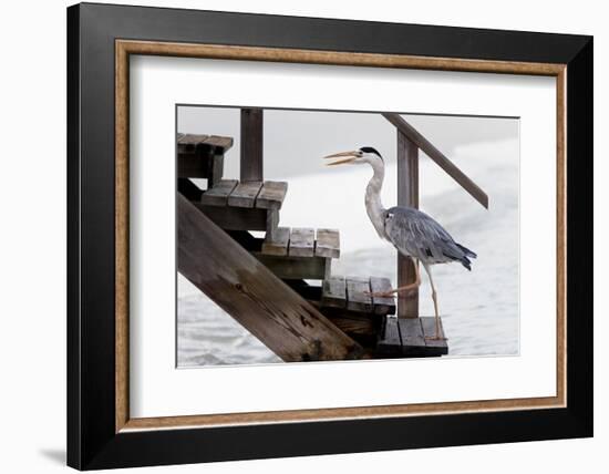 With a Firm Step-Michel Guyot-Framed Photographic Print