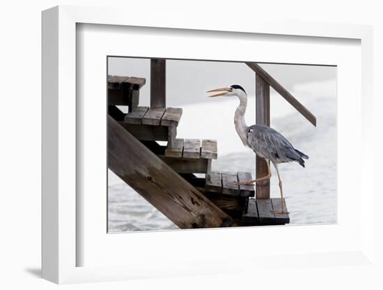 With a Firm Step-Michel Guyot-Framed Photographic Print