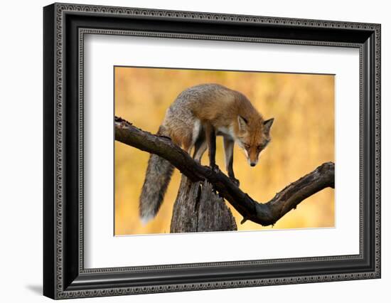 With Blazing Eyes-Csaba Tokolyi-Framed Photographic Print