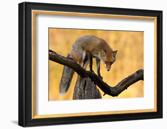 With Blazing Eyes-Csaba Tokolyi-Framed Photographic Print