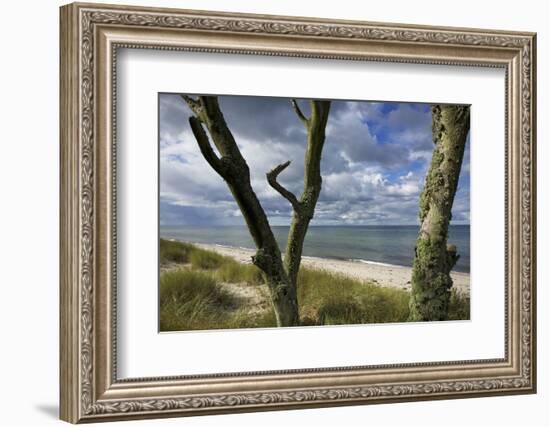 With Lichens Covered Beech Trunks on the Western Beach of Darss Peninsula-Uwe Steffens-Framed Photographic Print