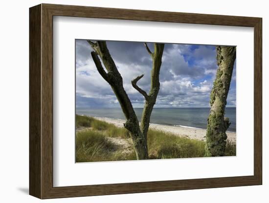 With Lichens Covered Beech Trunks on the Western Beach of Darss Peninsula-Uwe Steffens-Framed Photographic Print