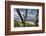 With Lichens Covered Beech Trunks on the Western Beach of Darss Peninsula-Uwe Steffens-Framed Photographic Print