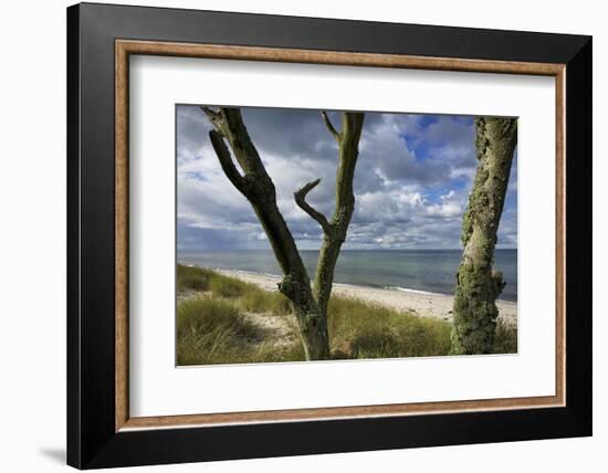 With Lichens Covered Beech Trunks on the Western Beach of Darss Peninsula-Uwe Steffens-Framed Photographic Print