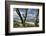 With Lichens Covered Beech Trunks on the Western Beach of Darss Peninsula-Uwe Steffens-Framed Photographic Print