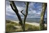 With Lichens Covered Beech Trunks on the Western Beach of Darss Peninsula-Uwe Steffens-Mounted Photographic Print