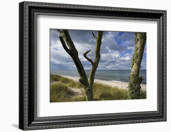 With Lichens Covered Beech Trunks on the Western Beach of Darss Peninsula-Uwe Steffens-Framed Photographic Print