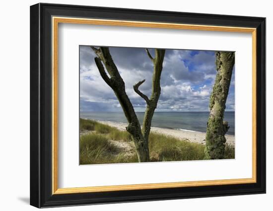 With Lichens Covered Beech Trunks on the Western Beach of Darss Peninsula-Uwe Steffens-Framed Photographic Print