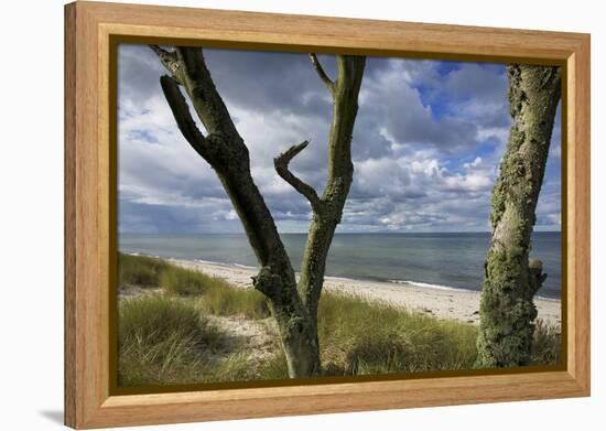 With Lichens Covered Beech Trunks on the Western Beach of Darss Peninsula-Uwe Steffens-Framed Premier Image Canvas