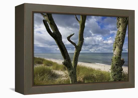 With Lichens Covered Beech Trunks on the Western Beach of Darss Peninsula-Uwe Steffens-Framed Premier Image Canvas