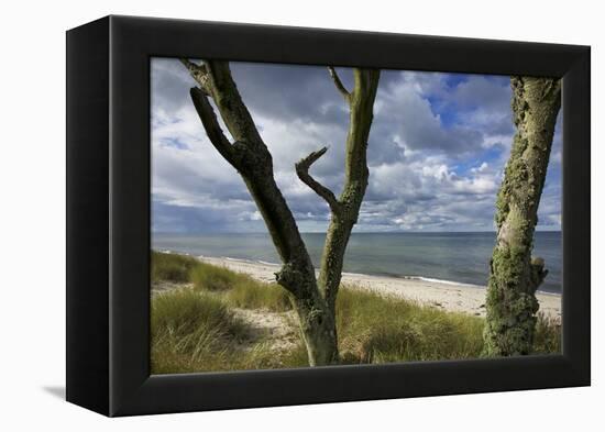 With Lichens Covered Beech Trunks on the Western Beach of Darss Peninsula-Uwe Steffens-Framed Premier Image Canvas