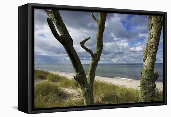 With Lichens Covered Beech Trunks on the Western Beach of Darss Peninsula-Uwe Steffens-Framed Premier Image Canvas